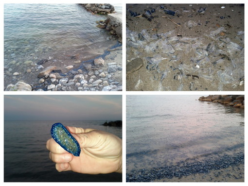 Le meduse spiaggiate ai Tre Ponti Le meduse spiaggiate ai Tre Ponti