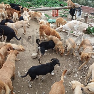 Ventimiglia: appello della Lega Nazionale per la Difesa del Cane per ottenere il cinque per mille Ventimiglia: appello della Lega Nazionale per la Difesa del Cane per ottenere il cinque per mille