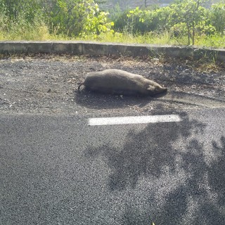 Imperia, cinghiale trovato morto ai bordi della strada per Moltedo: scatta l’indagine anti peste suina da parte dell’Asl (video)