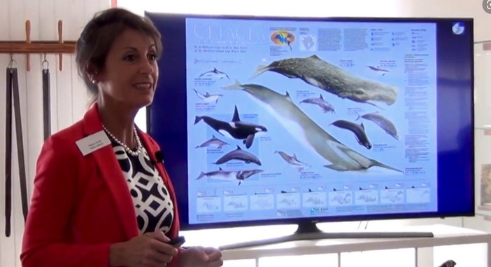 Sanremo: sabato prossimo, conferenza di Sabina Airoldi sul mondo dei Cetacei del nostro Santuario Sanremo: sabato prossimo, conferenza di Sabina Airoldi sul mondo dei Cetacei del nostro Santuario