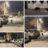 Vallecrosia, cinghiale a spasso: avvistato in via Angeli Custodi (Foto e video)
