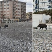 Foto di P. G. da 'Sei di Vallecrosia se...' Foto di P. G. da 'Sei di Vallecrosia se...'