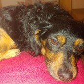 Aumentano i casi di 'dognapping' in provincia di Imperia: un fenomeno preoccupante di traffico illegale di cani