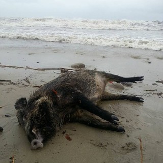 Arma di Taggia: la piena del torrente Argentina restituisce un cinghiale morto, l'animale trovato davanti a piazzale Chierotti Arma di Taggia: la piena del torrente Argentina restituisce un cinghiale morto, l'animale trovato davanti a piazzale Chierotti
