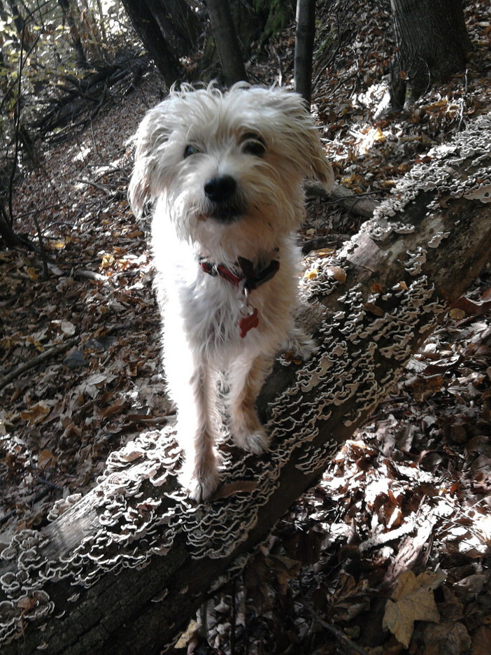 Terzorio: smarritto il cane meticcio Artù