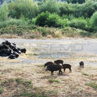 Fauna selvatica: dai centri delle città alle campagne il numero dei cinghiali è fuori controllo