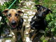 Sanremo: scappati ieri due cani meticci da San Romolo, l'appello dei proprietari Sanremo: scappati ieri due cani meticci da San Romolo, l'appello dei proprietari