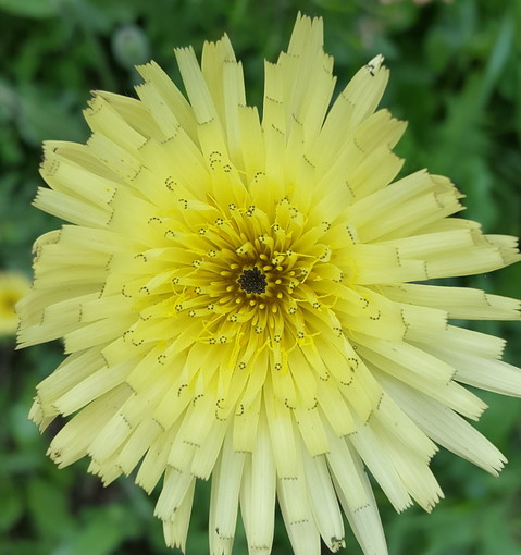 Ventimiglia: con l'associazione 'Terre di Grimaldi' il 12 marzo giornata di studio delle erbe spontanee