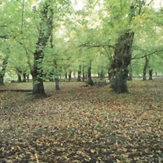 Piemonte: nella "Granda" alla scoperta dei castagneti