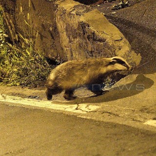 Sanremo: stanotte avvistato cucciolo di tasso mentre si aggirava in zona San Giacomo
