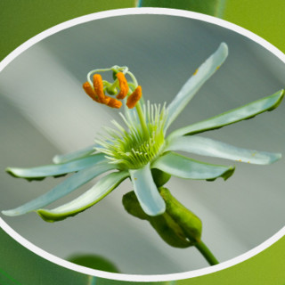 Sanremo: "L'affascinante linguaggio dei segni delle piante", evento collaterale del Festival della Scienza genovese ‘Segni’