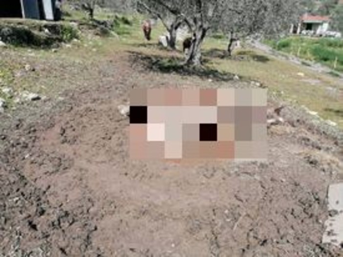 Imperia, cavalla muore dopo il parto in un'azienda agricola dell'entroterra, la replica del legale: "Nessun episodio di maltrattamenti"