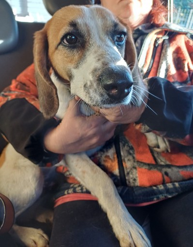 Sanremo, trovato un cane a Verezzo: si cerca il proprietario (Foto)