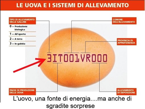 Parliamo con la Lav e con Cristina Campanaro