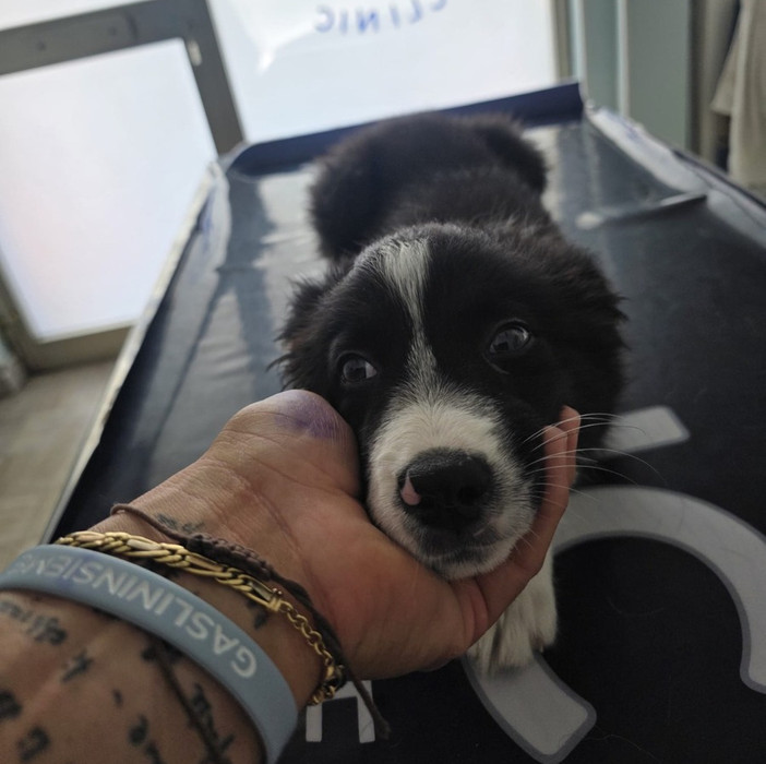 Ventimiglia, cucciolo di cane chiuso in auto rischia il colpo di calore: salvato dalla polizia ferroviaria Ventimiglia, cucciolo di cane chiuso in auto rischia il colpo di calore: salvato dalla polizia ferroviaria