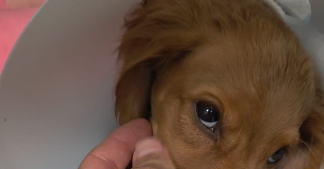 Dolceacqua, Ambulanze Veterinarie dona 860 euro per realizzare il sogno di una bimba affetta da leucemia linfoblastica acuta di tipo B