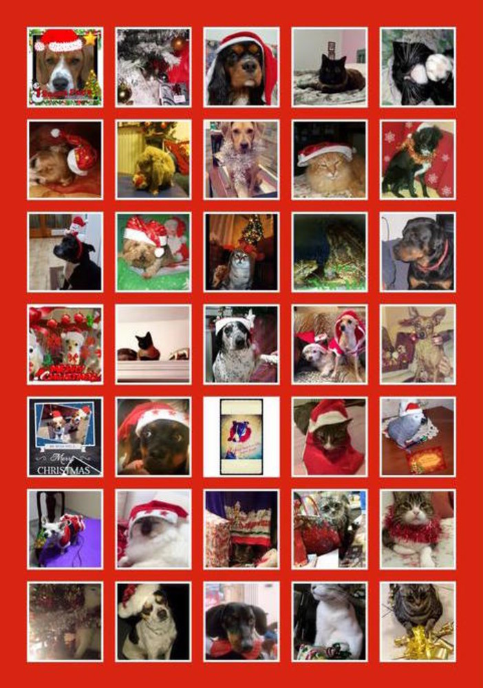 Contest natalizio: il concorso fotografico cani, gatti &amp; co di Sanremo news ha quasi raggiunto l'obiettivo per aiutare l'Enpa. Potete ancora partecipare!