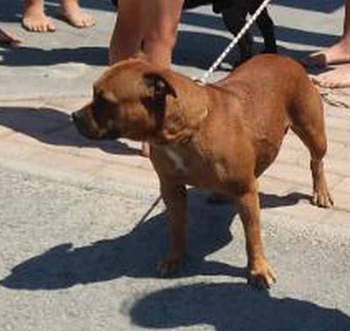 Sanremo: trovati due cani razza pitbull. Si cercano i proprietari
