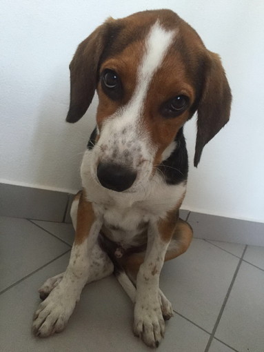 Triora: convenzione più lunga ma al risparmio per lo stallo dei cani randagi presso Pluto's Triora: convenzione più lunga ma al risparmio per lo stallo dei cani randagi presso Pluto's