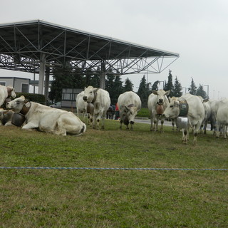 Sabato 6 novembre, webinar “conosco la piemontese” in diretta su tutte le piattaforme BeLocal e TargatoCN