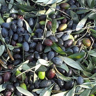 Taggiasca: l’Assessore Mai risponde al Consigliere De Ferrari “Polemiche che offendono i nostri produttori”