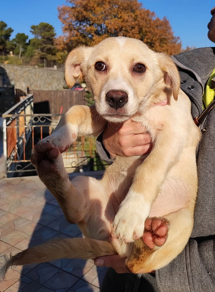Imperia: bellissima cucciola di circa tre mesi cerca una nuova famiglia