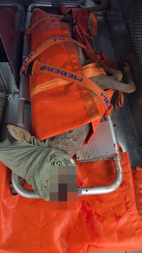 Sanremo, capriolo ferito sulla ciclabile: salvato da Ambulanze Veterinarie Odv