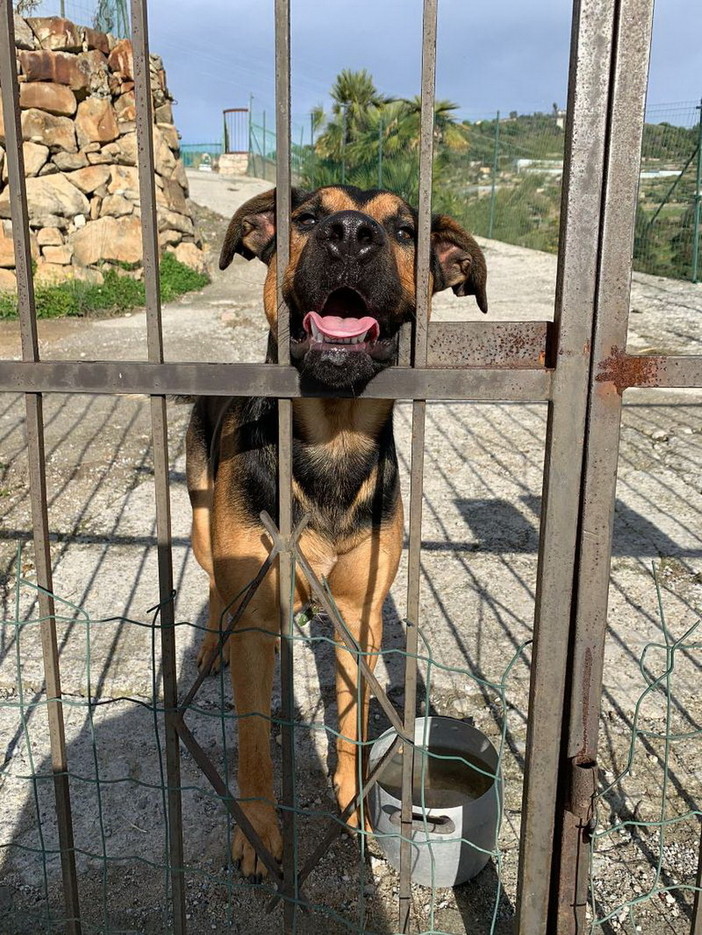 Bordighera: è stato trovato un cagnolino, si cercano i suoi proprietari Bordighera: è stato trovato un cagnolino, si cercano i suoi proprietari