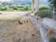 Ventimiglia: avvistata famiglia di cinghiali in via Tenda e sulle sponde del Roja