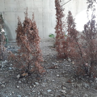 Imperia: 'IMmondiziaStation', iniziativa ironico-dimostrativa del gruppo whatsapp 'Osservatorio pendolare'