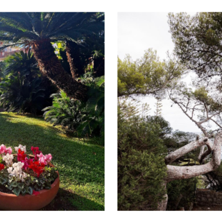 Cura e attenzione per il verde a Bordighera, Ingenito: "E' in corso il trattamento endoterapico per prevenire la processionaria" (Foto)