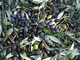 Nuova bocciatura dal Ministero per la 'Denominazione da Origine Protetta' dell'oliva 'Taggiasca'