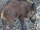 Caccia al cinghiale: in Liguria è necessario permetterla anche al di fuori del proprio comune di residenza Caccia al cinghiale: in Liguria è necessario permetterla anche al di fuori del proprio comune di residenza