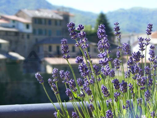 Carpasio: domenica 19 luglio con il Museo della Lavanda mercatini artigianali, laboratori e spettacolo teatrale
