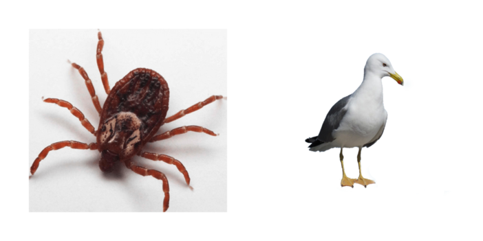 Pest Control, come difendersi dai parassiti dei volatili Pest Control, come difendersi dai parassiti dei volatili