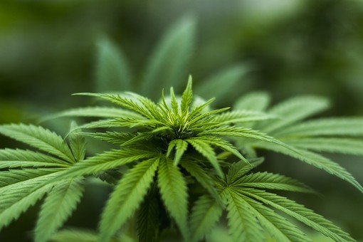 Nonostante la sentenza della cassazione continuano le vendite di marijuana light