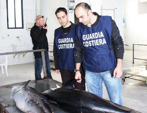 Imperia: importanti risultati della capitaneria dopo i controlli estivi sulla pesca Imperia: importanti risultati della capitaneria dopo i controlli estivi sulla pesca