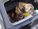 Sanremo: lasciano il cane nel bagagliaio sotto il sole, denunciati i proprietari dell'auto (Foto)