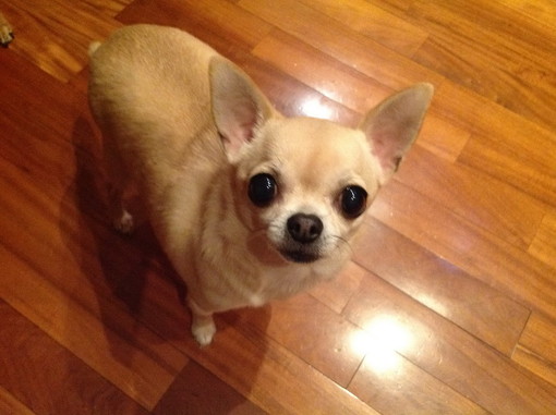 Sanremo: smarrito un cane chiwawa di nome Wilma. E' gravemente ammalato