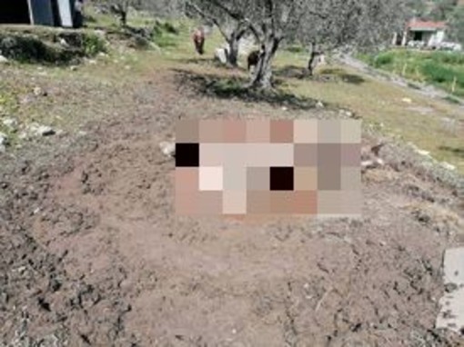 Imperia: cavalla muore dopo il parto in un'azienda agricola dell'entroterra, indagini dei carabinieri forestali Imperia: cavalla muore dopo il parto in un'azienda agricola dell'entroterra, indagini dei carabinieri forestali