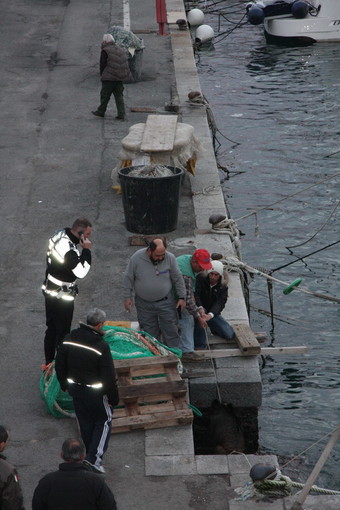 Bordighera: cinghiale abbattuto ieri, l'intervento di un nostro lettore Bordighera: cinghiale abbattuto ieri, l'intervento di un nostro lettore