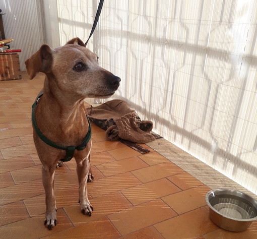 Sanremo: trovato un cagnolino in via Duca degli Abruzzi