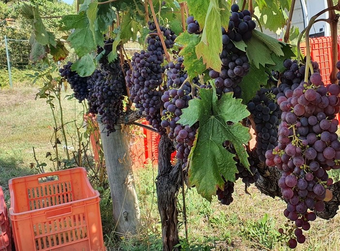 Stile Artigiano 2020: i vini del territorio con l’Azienda Gajaudo