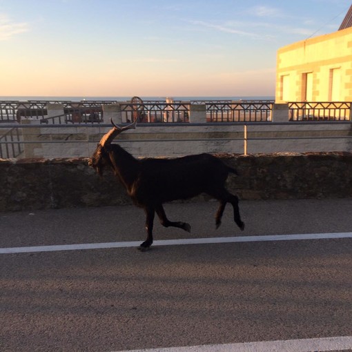 Sanremo: in ciclabile questa mattina avvistato un corridore particolare. Nell'ambiente sportivo è noto come "il caprone"