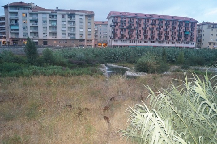 Il cinghiale va in città: domenica chiude la caccia con meno della metà del contingente previsto, Anfossi "Nei boschi patrimonio scarso, sempre più popolate le zone di divieto"
