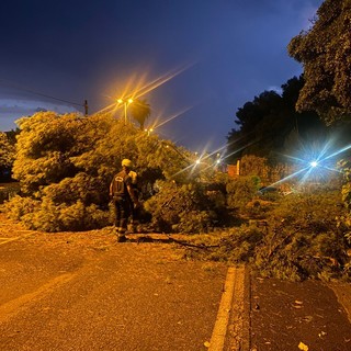 Imperia, tragedia sfiorata: albero crolla in mezzo alla strada alla Rabina (foto)