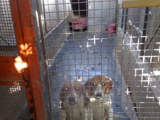Canile di Ventimiglia: ecco la convenzione 'part time' tra Comune e Lega del Cane, quota giornaliera fissata a 3,15 euro per animale