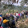 Camminata tra gli olivi Camminata tra gli olivi