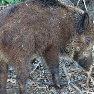 Caccia al cinghiale: in Liguria è necessario permetterla anche al di fuori del proprio comune di residenza
