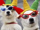 Cipressa: domenica prossima, il 'Primo Carnevale Bau Bau' con sfilata di cagnolini in maschera